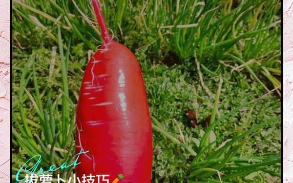 拨萝卜不该盖-女生和男生亲亲在家里怕的是什么