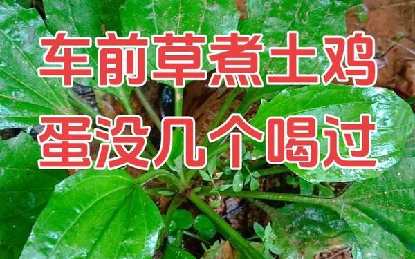老牛嫩草一二三产品区别免费、菜品中老牛嫩草的草是什么草呢
