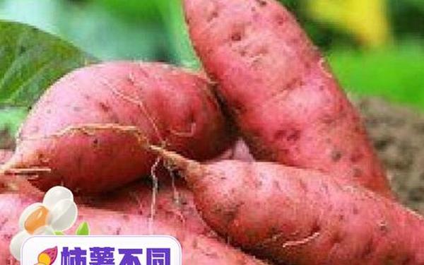 51cg.website吃瓜、南瓜和红薯能一起吃吗