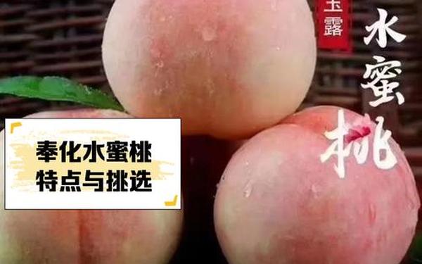 x9x9x9任意槽水蜜桃—x9x9x9x9x9x任意槽2023