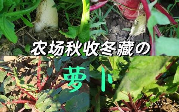 拔萝卜痛又叫降黄9.1(9·1免费高风险)