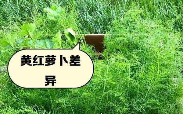 拨萝卜又叫黄(黄萝卜和红萝卜哪个好)