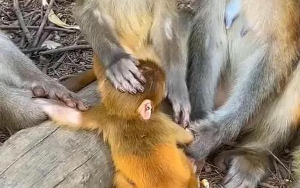 两人生猴子不盖被子黄;二人生猴子全程免费下载