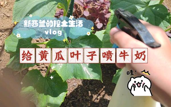 甘雨黄瓜？自己出牛奶(牛奶加黄瓜什么意思)