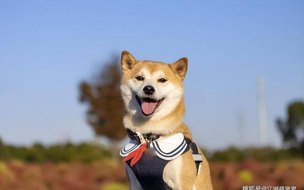 airflyer8718柴犬-柴犬haki