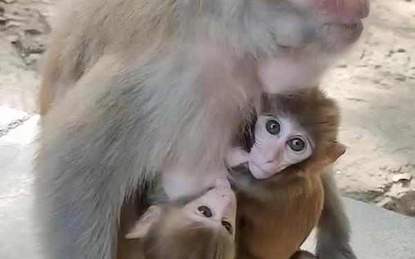 两人生猴子全身不盖被子-女生和男生怎样才能怀上宝宝视频