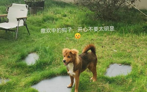 东北狗儿长大了原始,狗儿梨花婶txt
