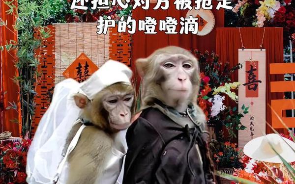 夫妻生猴子不盖被子,夫妻必须盖一个被子吗