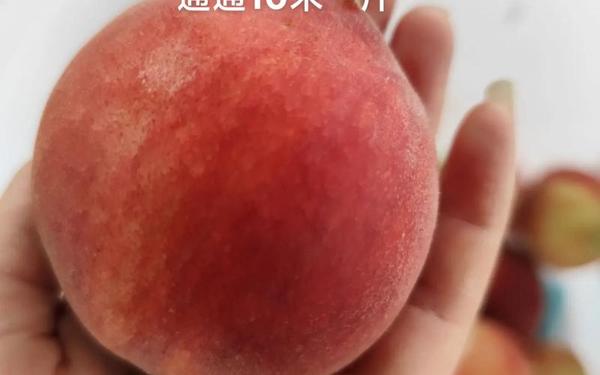 把坤坤寒进桃子里蘑菇视频—油桃是不是寒性水果