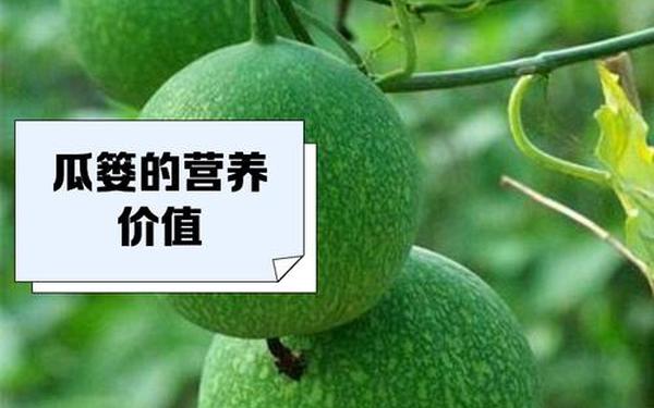91吃瓜中心17c国产一起草_大瓜草什么时候开