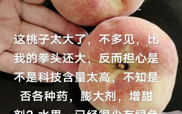 啊～桃子怎么这么大日本视频(日本最好的桃子品种)