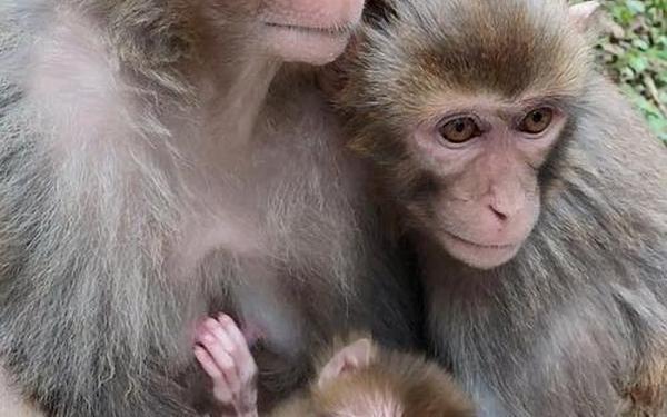 两人生猴子全程无被子 二人生猴子完整版免费观看