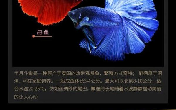 妃鱼黄播怎么看教程—斗鱼怎么看公母