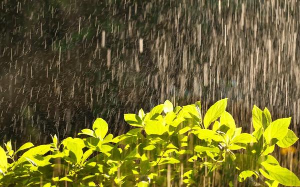 春雨在哪里看(下载免费的春雨)