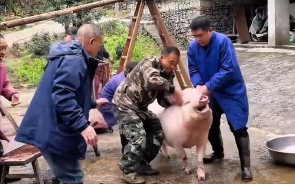 高清人和猪又细又长像钻头、劈猪头取出猪舌头视频