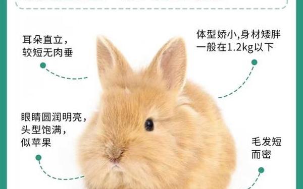 老板一直在捏我的小兔兔,老板一直在捏我的小兔兔是什么意思