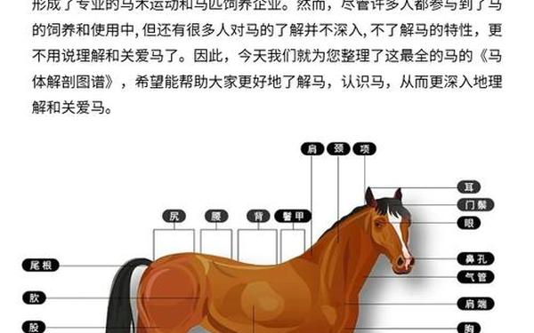 Zoom与人马性Zoom的区别,真正的人马是什么样的
