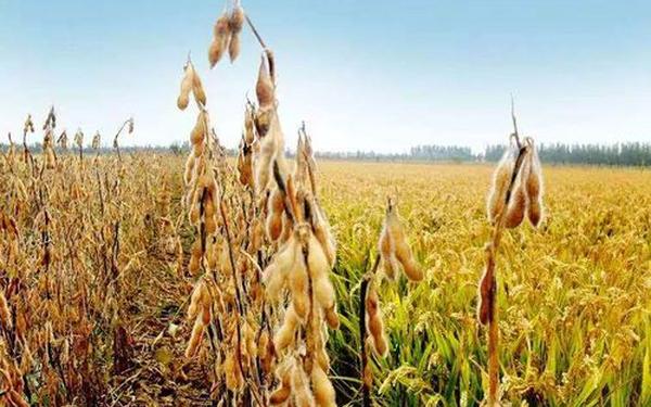 51大豆行情网免费;51大豆行情网免费软件评测