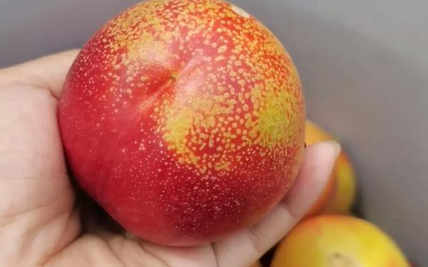 把坤坤寒进桃子里蘑菇视频—油桃是不是寒性水果