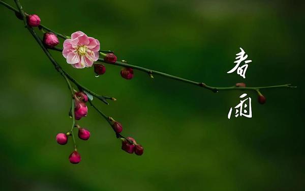 春雨app苹果安装—免费下载春雨