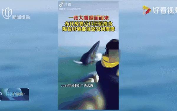 鲸鱼视频打扑克、抓鱼视频