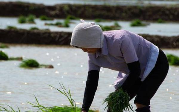 夫妻同房插秧的图片、趣味插秧图片