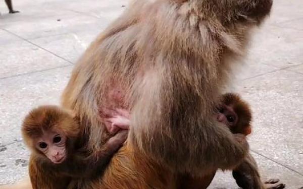 两人生猴子全程无被子 二人生猴子完整版免费观看
