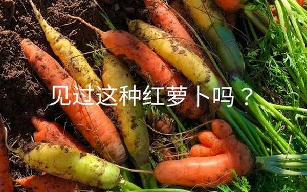拨萝卜又叫黄(黄萝卜和红萝卜哪个好)