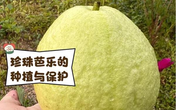 芭乐ios最新版官网下载入口—芭乐ios版下载安装官网