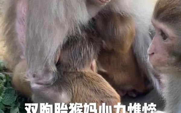 两个人生猴子全程不盖被子 二人生猴子免费观看大全